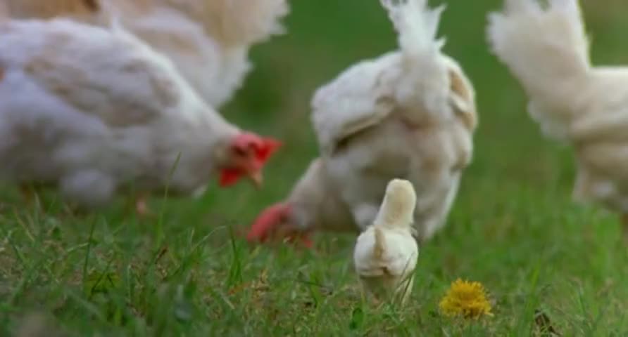 Mommy, Chicken Mommy