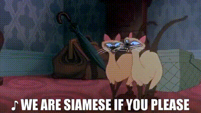 siamese cat lady and the tramp gif