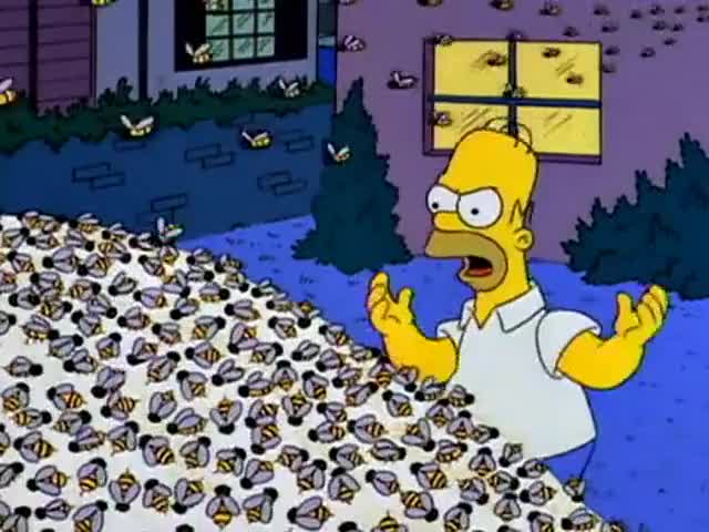 Hey, get off my sugar! Bad bees! Bad!