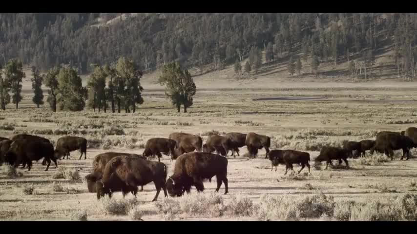 Clip image for '(BISON BELLOWING)