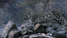 These are the first intimate images of snow leopard ever filmed in the wild.