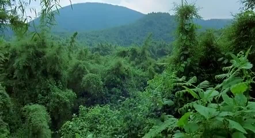 dense vegetation, steep slopes.