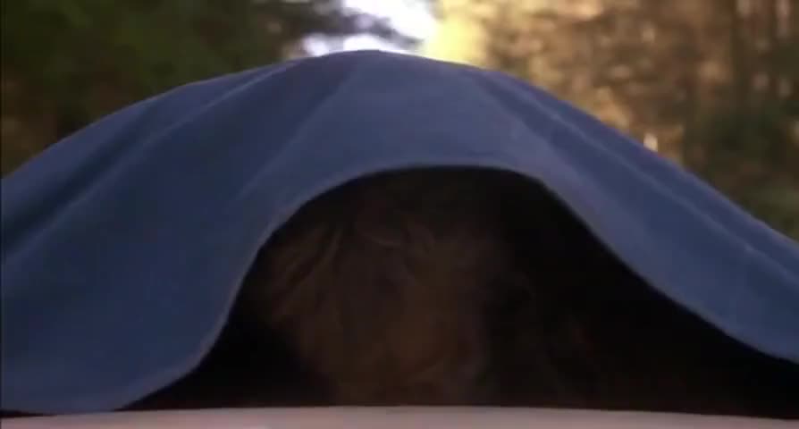 Quiz for What line is next for "Harry and the Hendersons "? screenshot