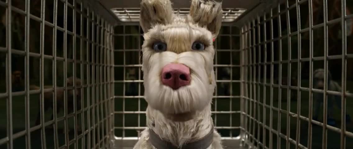 Quiz for What line is next for "Isle of Dogs"? screenshot