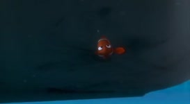 Don't touch the bo--Nemo!